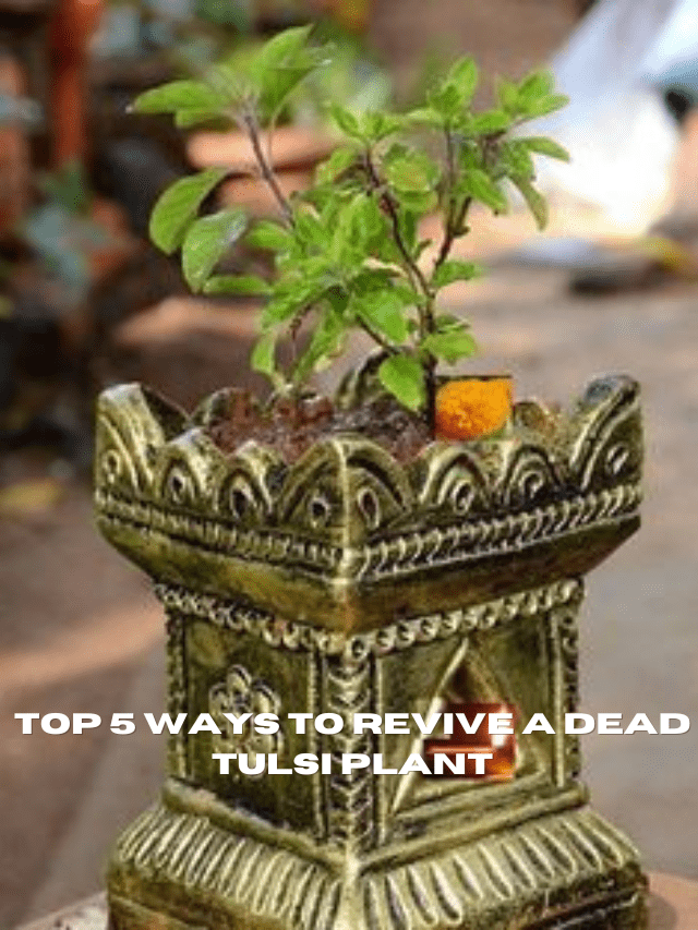 TOP 5 WAYS TO REVIVE A DEAD TULSI PLANT