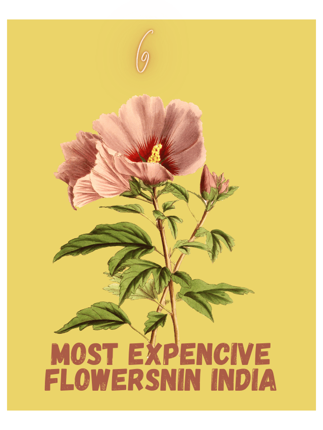 TOP 6 MOST EXPENSIVE FLOWERS IN INDIA