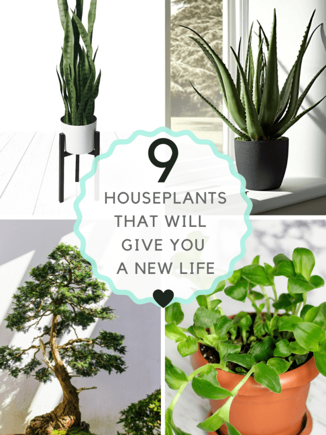 TOP 9 HOUSEPLANTS THAT WILL GIVE YOU A NEW LIFE