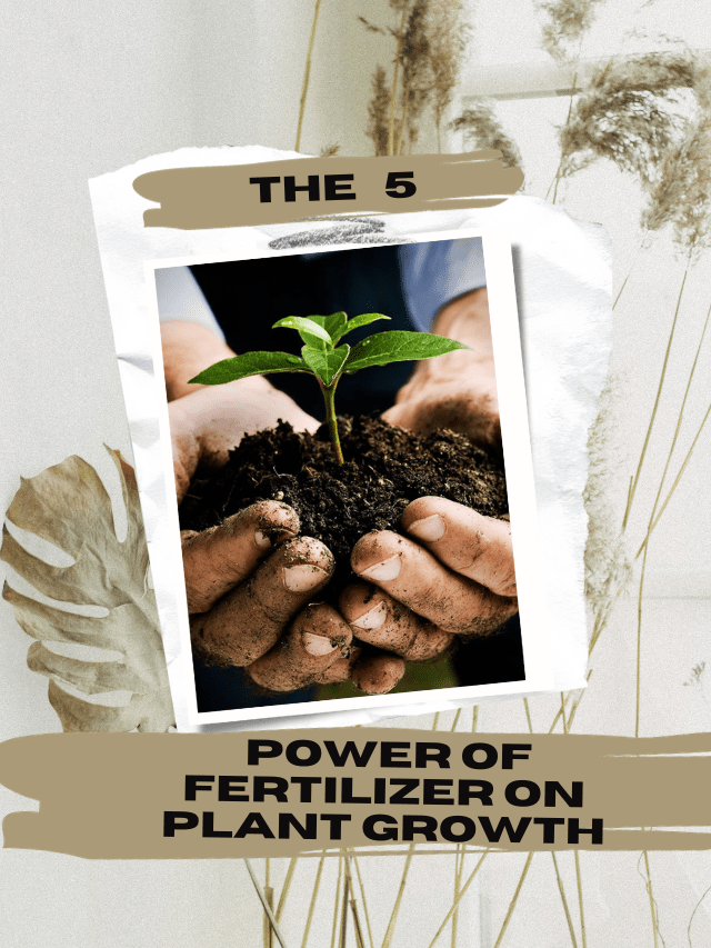 The 5 Power of Fertilizer on Plant Growth