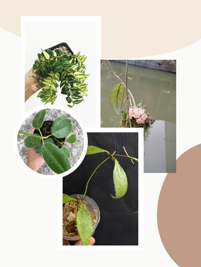 Types of Hoya Plants in USA 2023