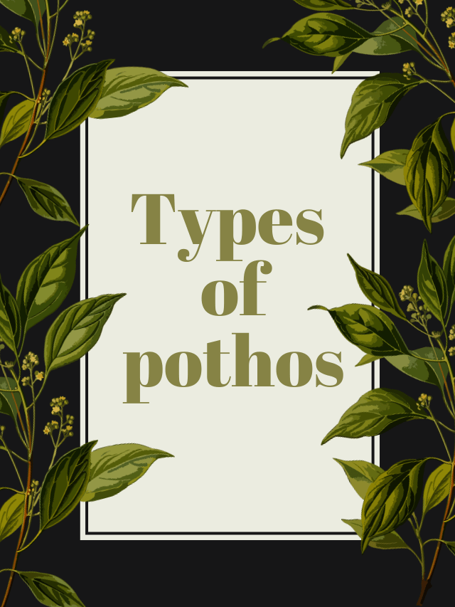 Types of pothos