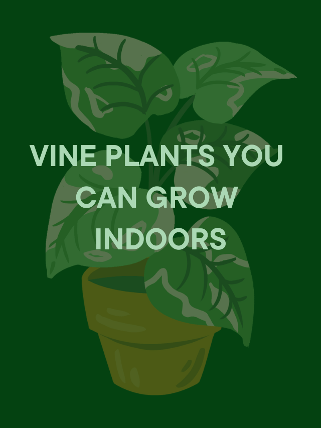 VINE PLANTS YOU CAN GROW INDOORS