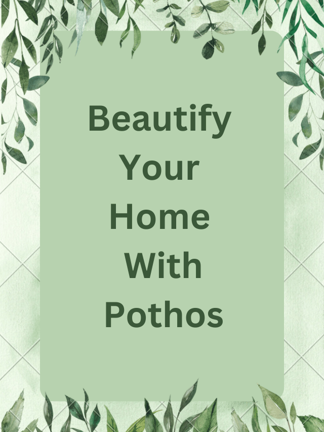 beautify your home with pothos