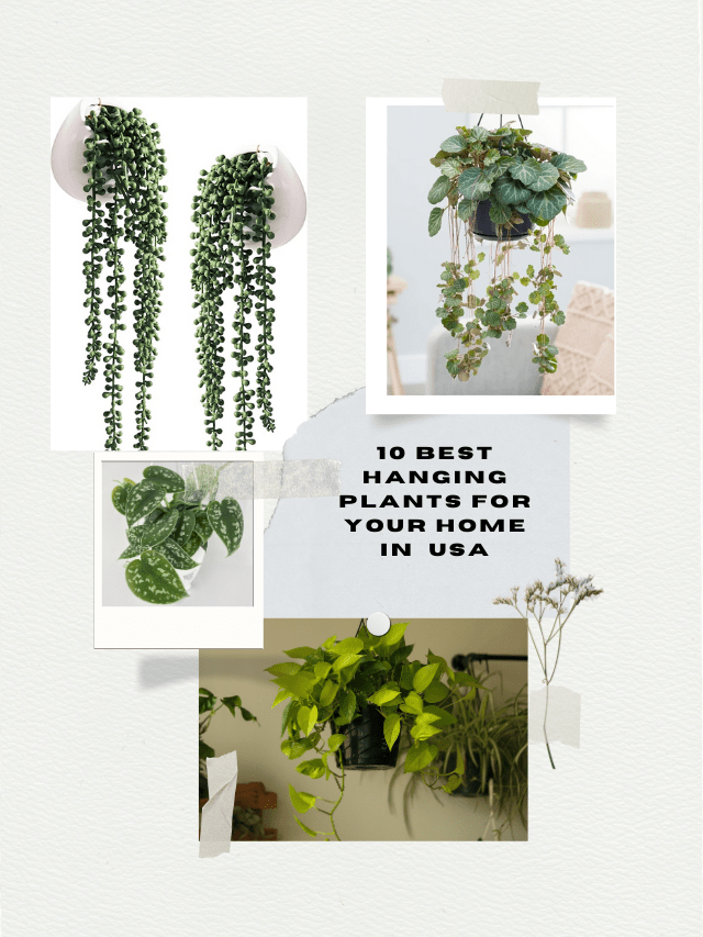 10 Best Hanging Plants for Your Home