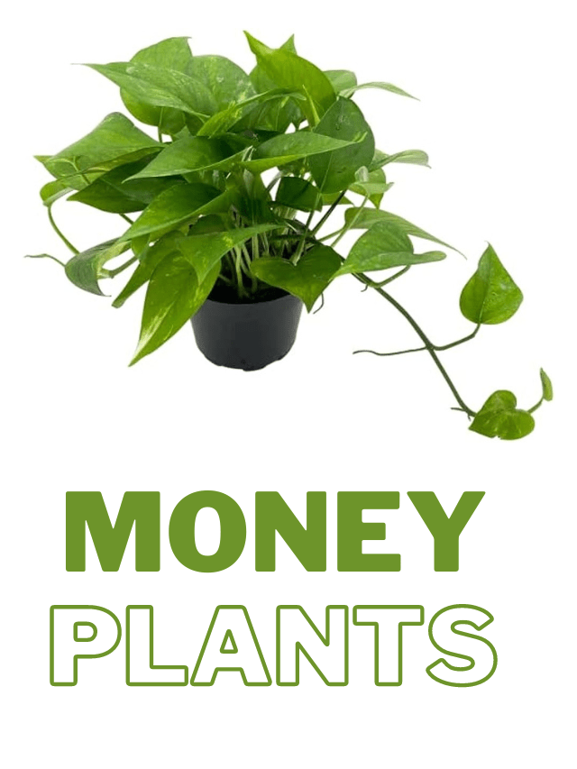 money plants