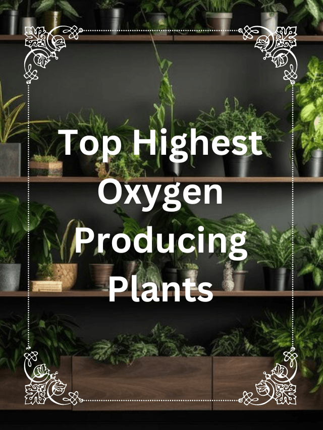 oxygen producing plants