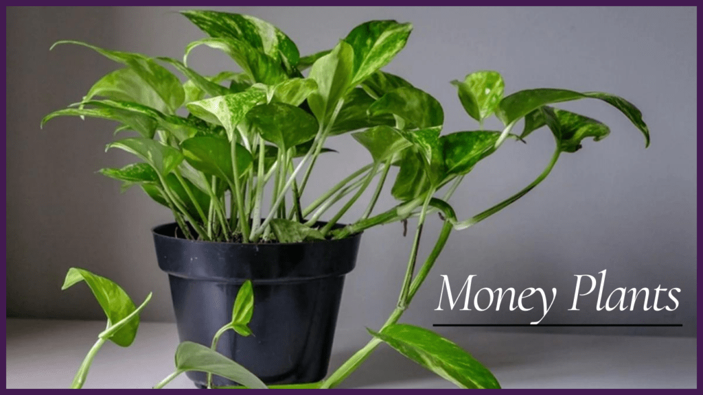 money Plant