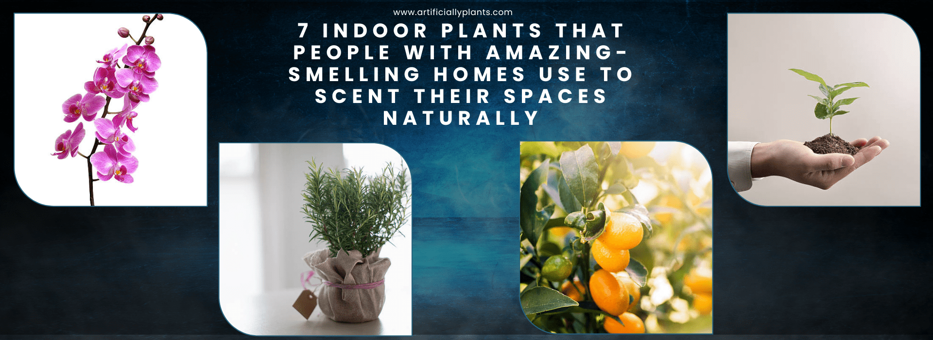 7 indoor plants that people with amazing-smelling homes use to scent their spaces naturally
