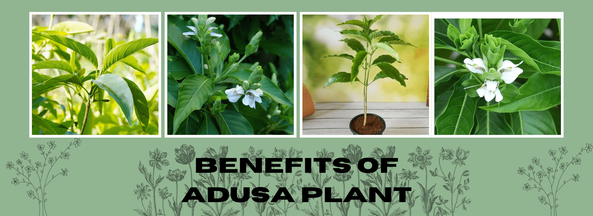 Benefits of Adusa Plant