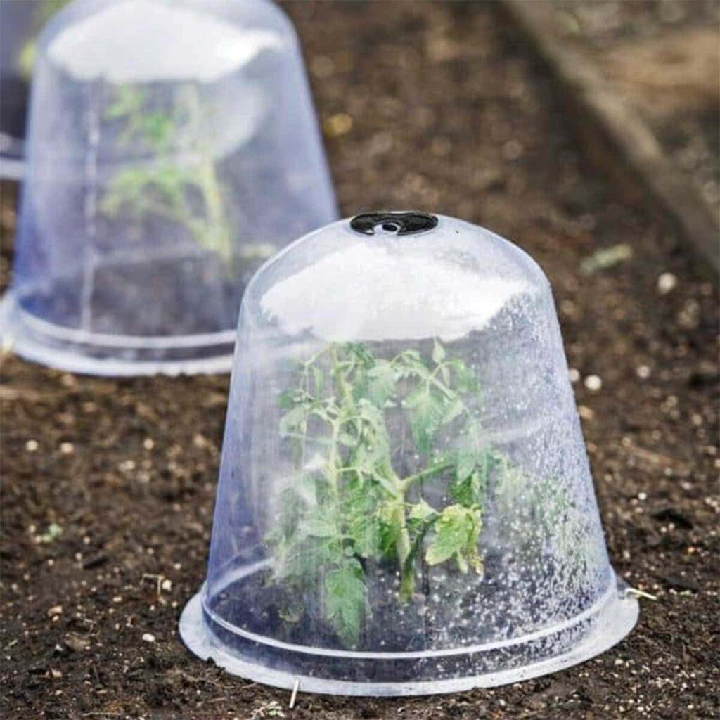 The Most Easy Way to Protect Your Plants From Frost In USA
