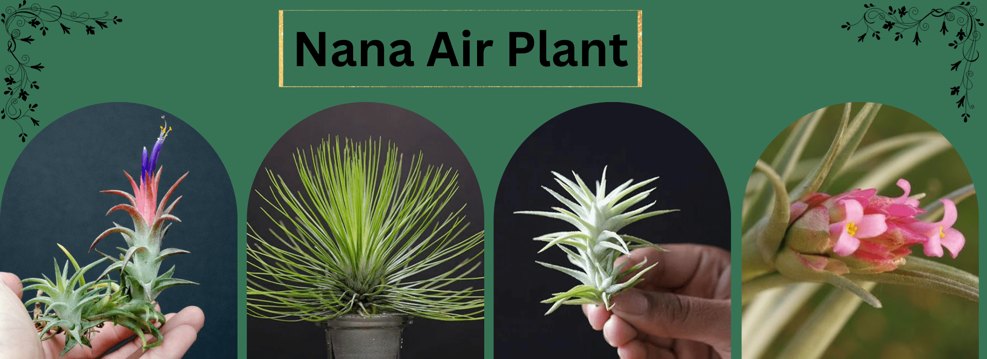 Nana Air Plant