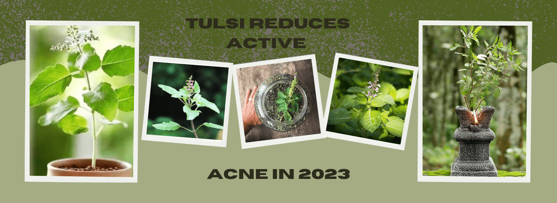 TULSI REDUCES ACTIVE ACNE IN 2023
