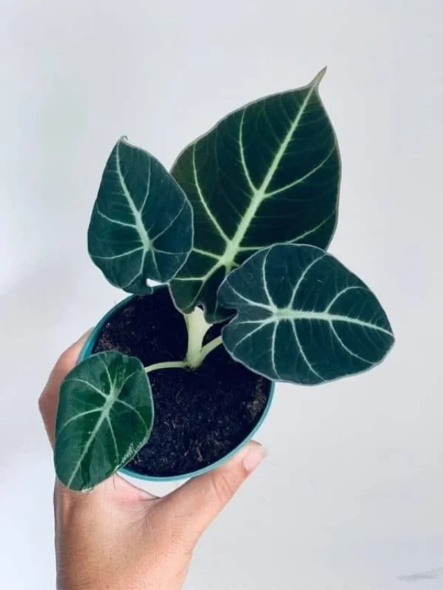 How to Plant, Grow, and Care for Alocasia Black Velvet – Full Guide