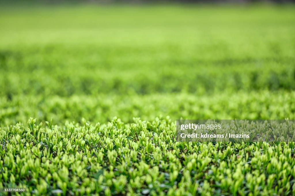 decorate ypur home space with artificial grass mat in 2023
